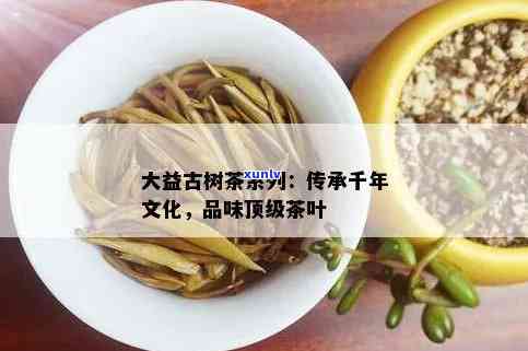 大益普洱茶的：陈年老树、精工艺与千年传承的故事