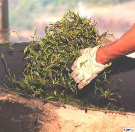 普洱茶冲泡与品饮：一次冲泡需要洗几次？如何掌握冲泡时机？