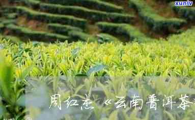 云南农业大学教授周红杰监制的古树普洱茶：品质与传承