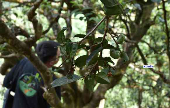 鼎兴茶精品普洱茶：源自古树，传承千年的醇厚口感