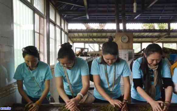 探索古寨春茶业公司的专业制茶工艺及其独特的茶叶品质