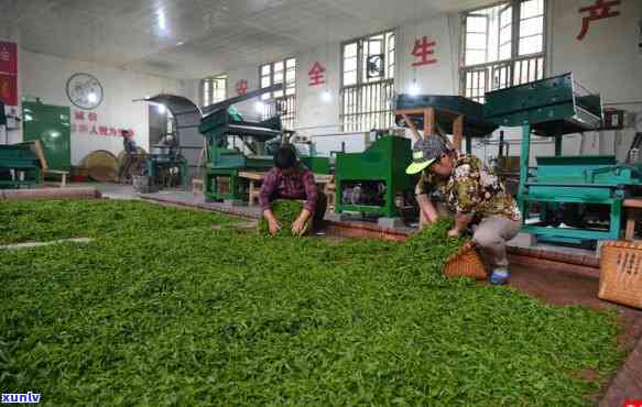 探索古寨春茶业公司的专业制茶工艺及其独特的茶叶品质