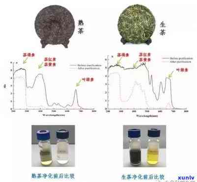 普洱茶中黄曲霉素的检测与安全性分析