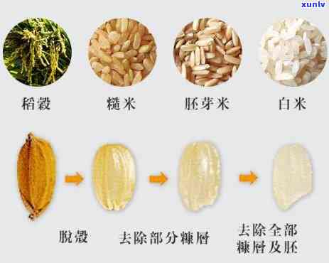 芙蓉种子与糯米种子的比较与选择：详细介绍、用途及种植技巧