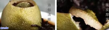 小青柑普洱茶提提神