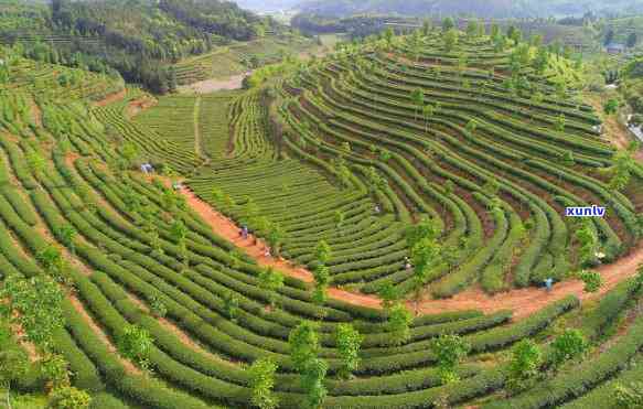 金帆牌普洱茶：早期出口的传奇与影响