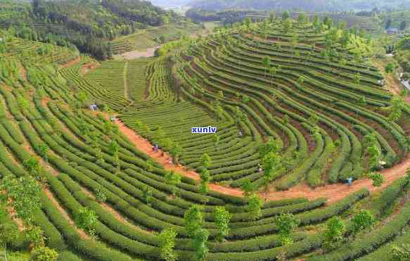 金帆牌普洱茶：早期出口的传奇与影响