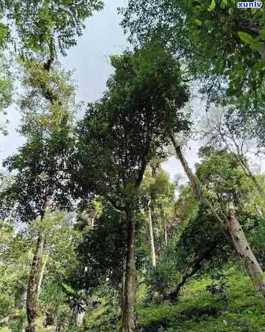 困鹿山普洱茶贴吧：探寻古树茶的千年传承与独特风味