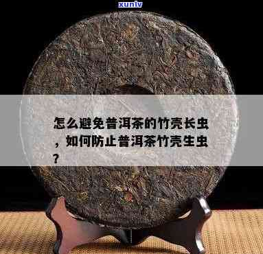 如何处理装普洱茶竹盒内虫害问题？