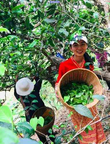 古树普洱茶：一堂品味云南原生态的臻品宴