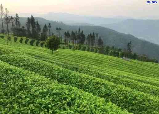 普洱茶东南亚种植可行性分析：现在是否适合种植？