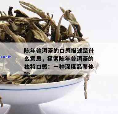 八年陈普洱茶：品饮期限的迷思揭秘与科学解读