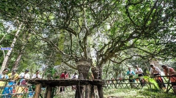 探寻云南普洱茶的秘境：景迈山与虹普号的千年传承