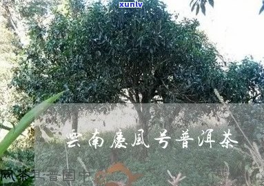 风庆普洱茶生产厂家地址查询