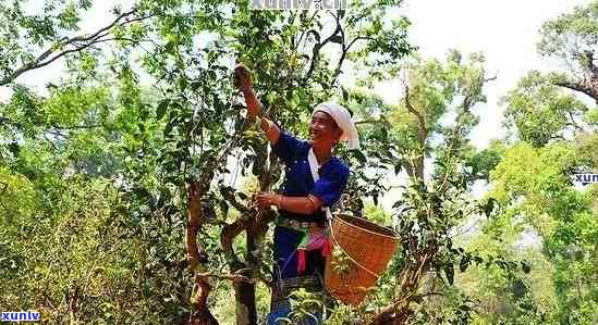 新 '春摘普洱，秋品古树，细述千年茶树的生长与采摘之道'