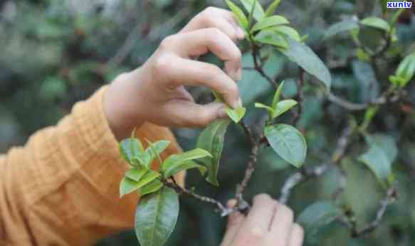 全面掌握千年古树普洱茶采摘技巧与步骤：从挑选叶片到 *** 过程详解