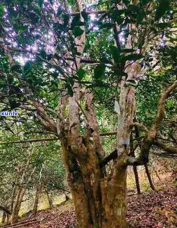 普洱茶千年古树村：探寻特别之处与口感特点