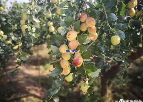 千年古树普洱茶采摘