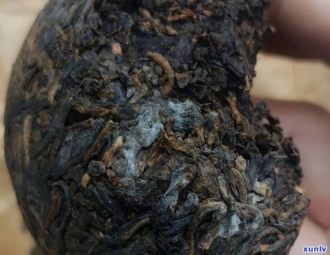 放霉的普洱茶好不好