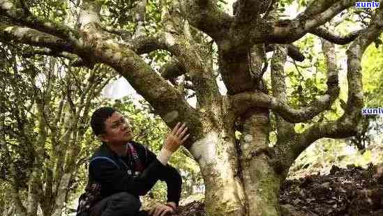 优质古树茶：品种、产地、 *** 工艺、口感和健益处一览无余