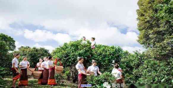 和圆堂龙園号普洱茶：古树茶品鉴之旅，探寻普洱茶文化精髓