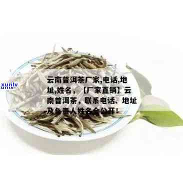 云南普洱云茶叶工贸：以古树茶为特色的优质茶叶供应商