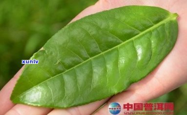 探究普洱茶的柠檬树叶风味，解锁新口感体验