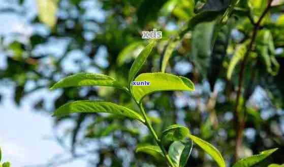 探究普洱茶的柠檬树叶风味，解锁新口感体验