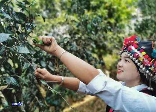 云南拉古山茶业：品质越的茶叶产区，探索茶叶文化与传统制茶工艺