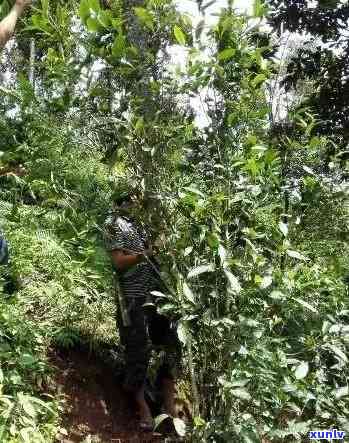 阳羡有机茶特级红茶：品质、产地、 *** 工艺与口感的全面解析