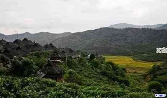 联景迈山普洱茶2016价格好吗？景迈联普洱茶园