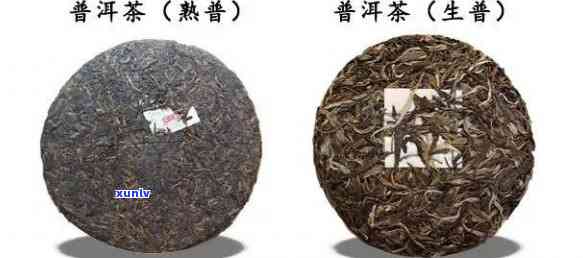 普洱茶的专业术语及其解释：从选购到品鉴全方位指南