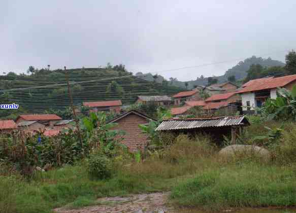 百年普山河普洱茶