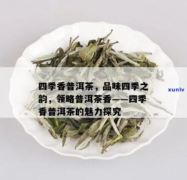 四品茗：普洱茶的四韵味探究