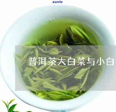 普洱茶小白菜啥意思？普洱茶小白菜的由来与大白菜的区别