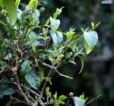 泡普洱茶时加一种草