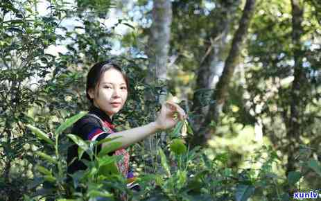 百花潭普洱茶价格潭