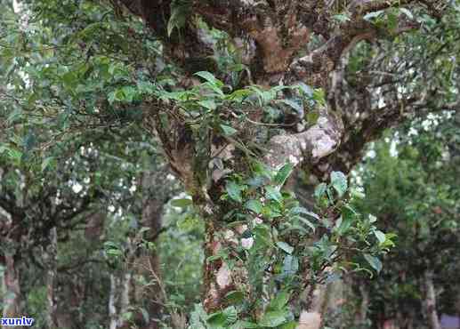 六大名山普洱茶莽枝