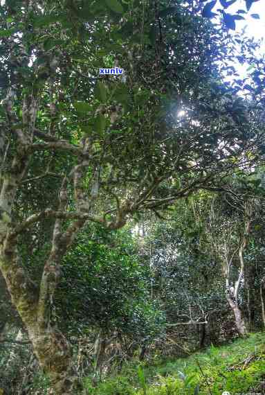 六大名山普洱茶莽枝