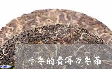 千头万绪普洱茶价格