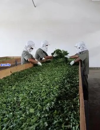 州区一叶普洱茶厂：专注于普洱茶生产与销售的企业。