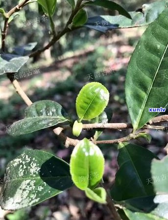 号普洱茶：六大茶山中的珍品与传承