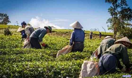 勐海义茶叶：传承古法制茶，打造高品质普洱茶臻品