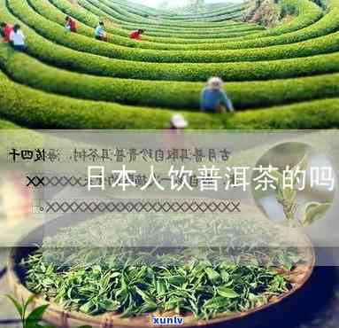 人普洱茶：喜欢喝吗？出口情况如何？