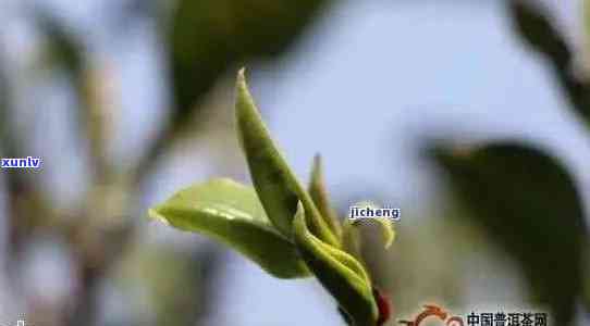 探究普洱茶芽头的形态特征及其品鉴 *** ：一篇文章全面解答您的疑问