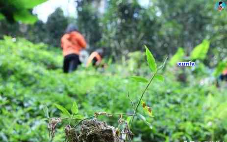 五年的普洱茶多少钱一斤：价格区间与品质关系解析