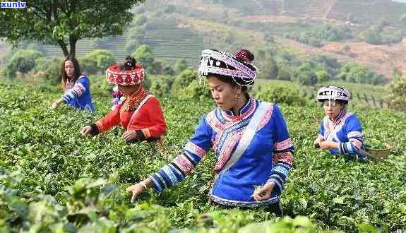 哈尼族自治县普洱茶