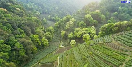 品质越，普洱茶的鉴之道：好与坏的别技巧