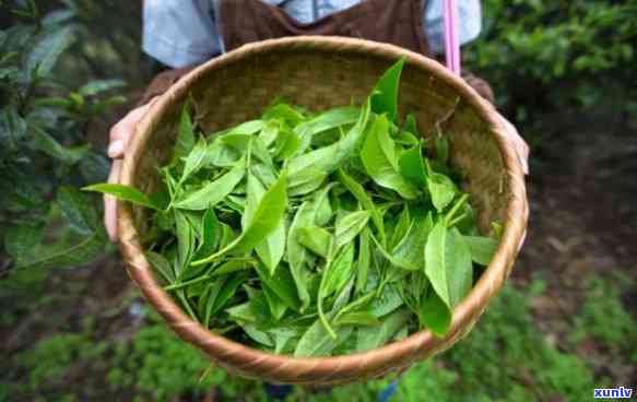 云南大叶种晒青普洱茶：古树韵味，山野气息，滋味醇厚，茶艺魅力，健益处