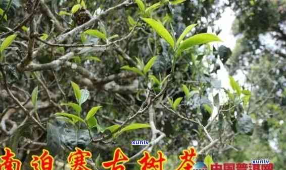 '南等普洱茶口感，南迫古树普洱茶，南等春茶普洱茶'